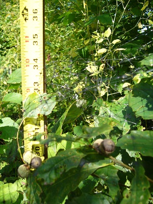 quercus prinoides ( chene nain )